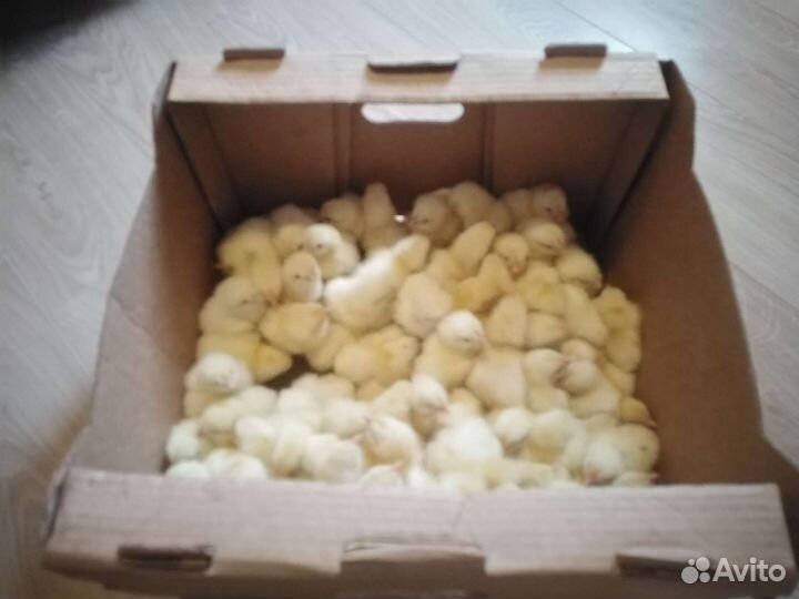 Цыплята бройлер Импорт