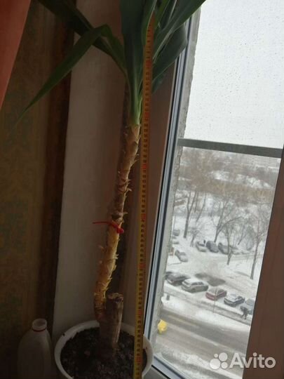 Пальма юкка