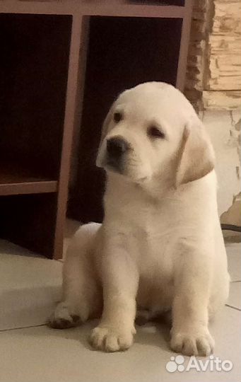 Щенки лабрадора