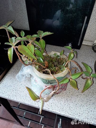 Алоэ,каланхоэ