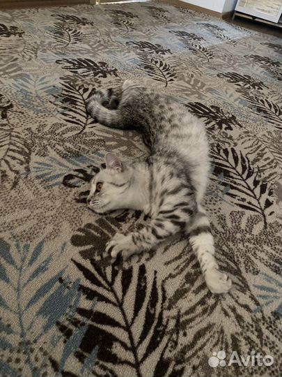 Шатланская кошка