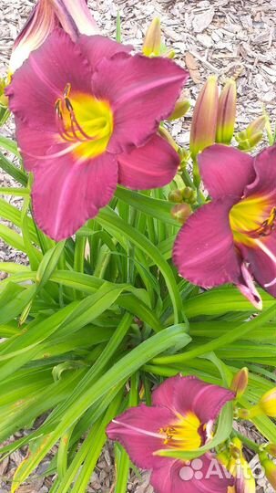 Лилейник, флокс, камнеломка, молодило