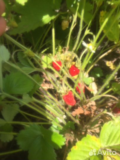 Земляника Барон солемахер