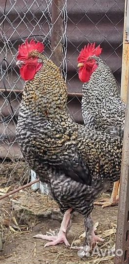 Молодые петушки