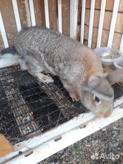 Кролики и крольчата разные