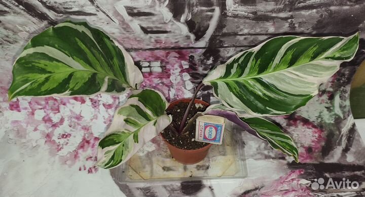 Калатея white fusion/белый тигр