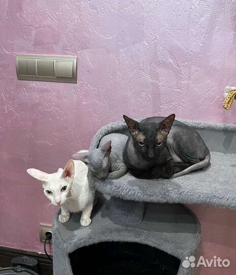 Канадский сфинкс