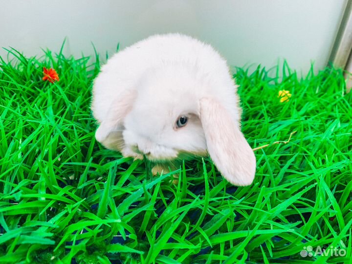 Карликовый кролик - Москва