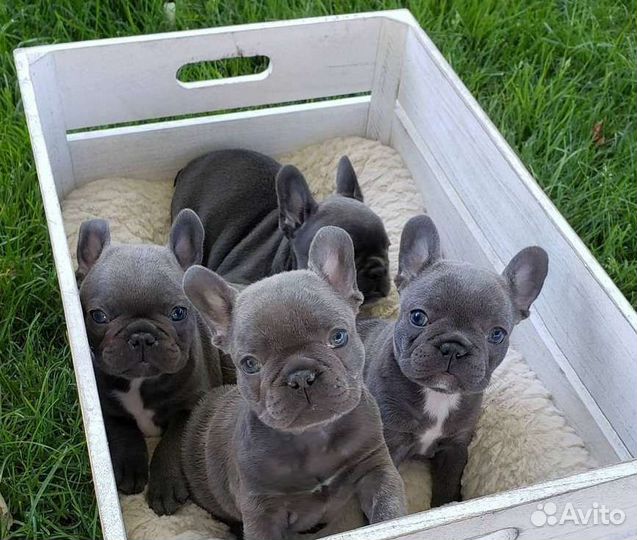 Французский бульдог голубой мини