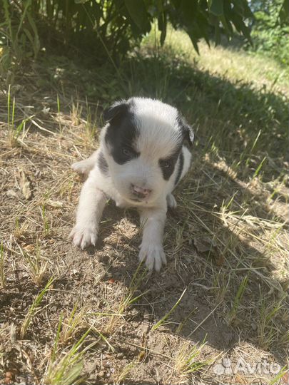 Собака в добрые руки отдам бесплатно