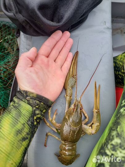 Живые раки волжские