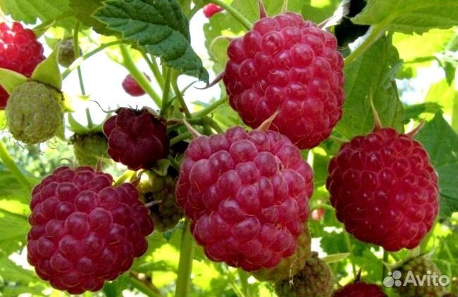 Ремонтантная малина саженцы