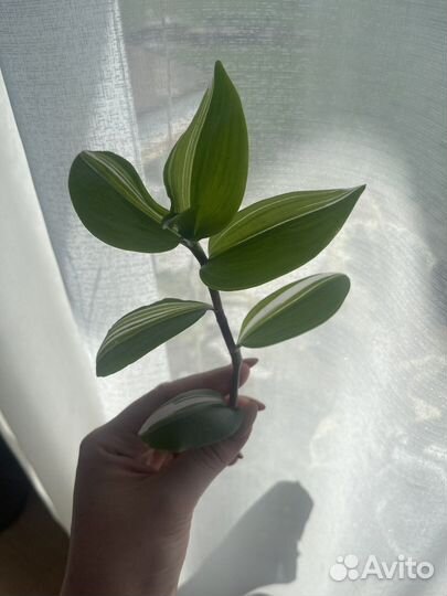 Традесканции