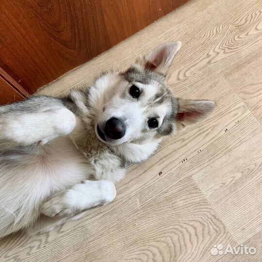 Лайка