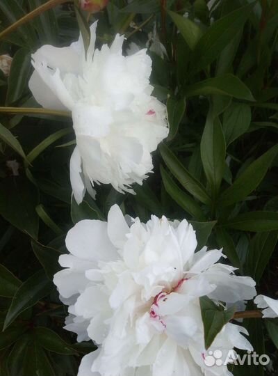 Глад луковицы, нарцисы