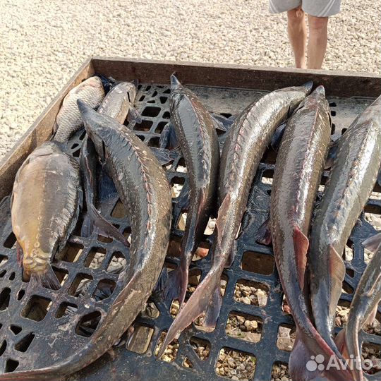 Царская рыба