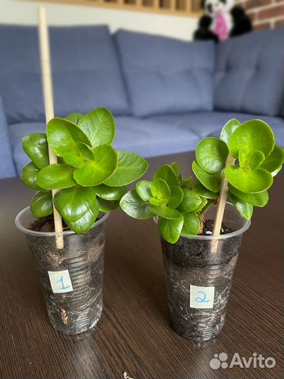 Ростки Каланхоэ