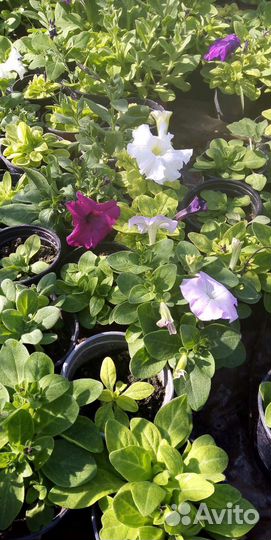 Рассада цветов и овощей