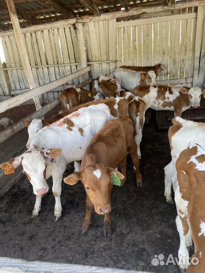 Телята бычки