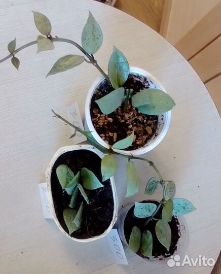 Хойи миники - милашки