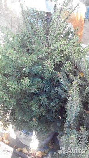 Декаративные и хвойные растения