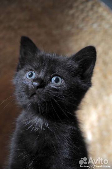 Черные комочки в дар