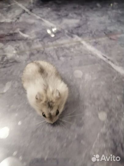 Джунгарский хомяк