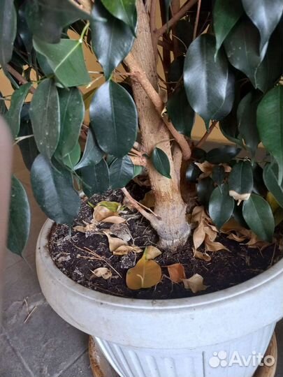 Фикус бенджамина большой