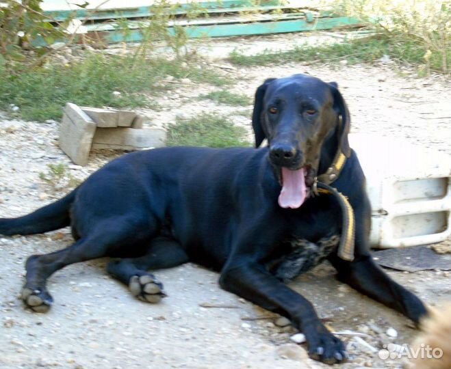 Большая и добрая собака в добрые руки