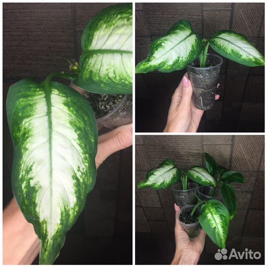 Комнатные растения