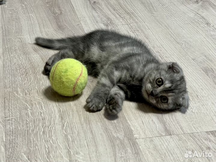 Шотландская вислоухая кошечка ищет дом