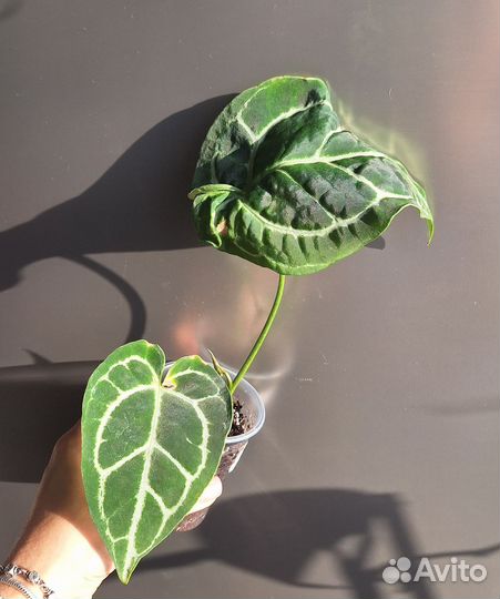 Антуриум кристалинум