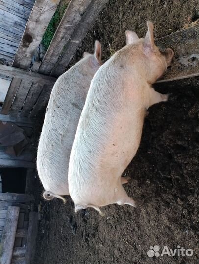 Свиньи живым весом