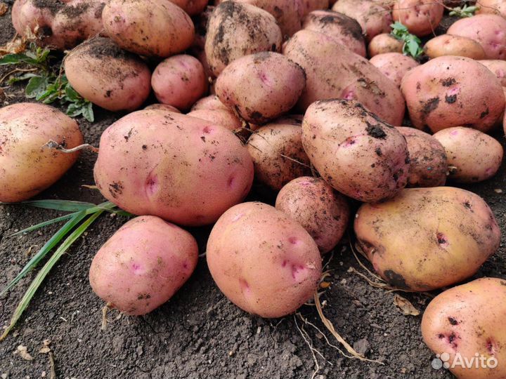 Картофель деревенский Похвистневский район