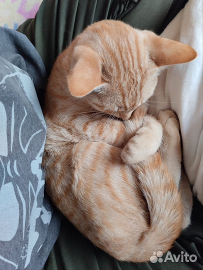 Отдам котов 4 месяца