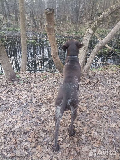 Кобель курцхаара