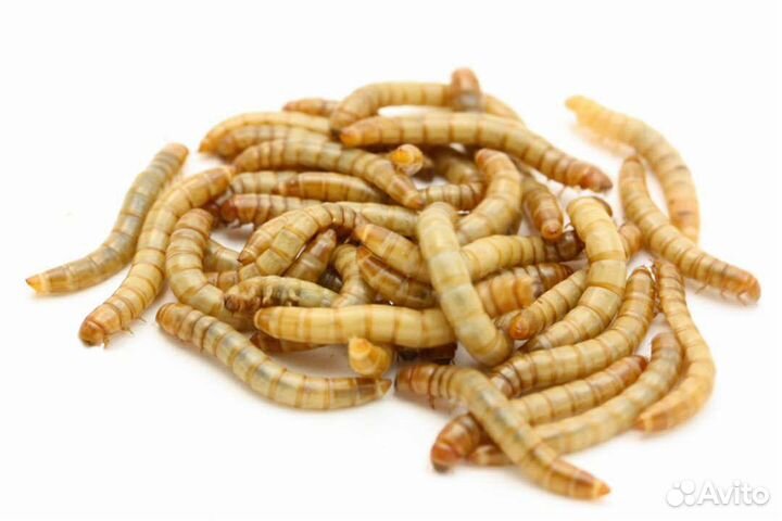 Мучной червь зофобас сверчки