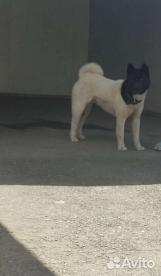 Американская акита