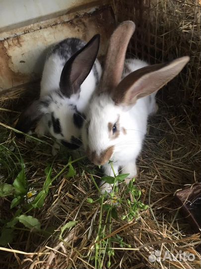 Кролики мясных пород