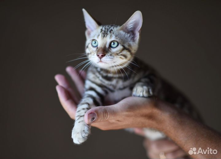 Бенгальский котенок сепия