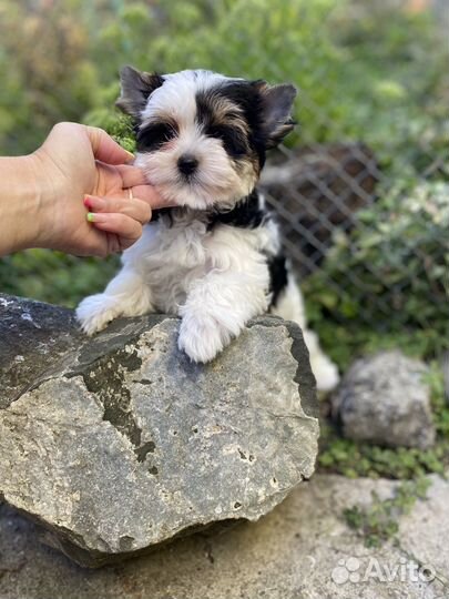 Бивер девочка