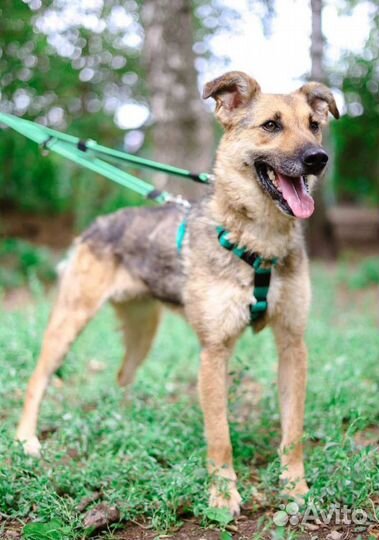 Нежную Лакки вернули в приют