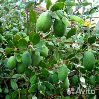 Саженцы фейхоа