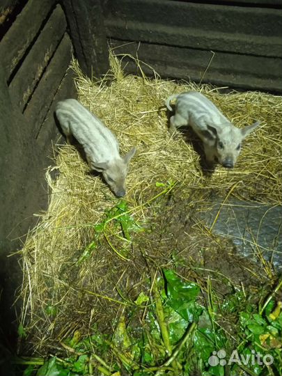 Венгерская мангалица