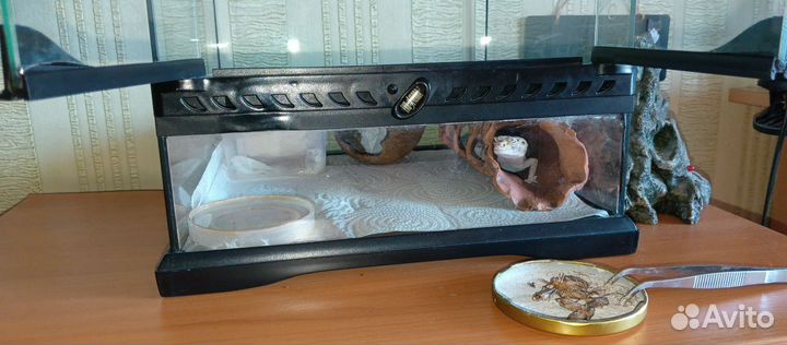 Эублефар с террариумом