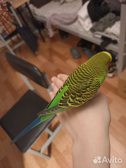 Волнистый попугай
