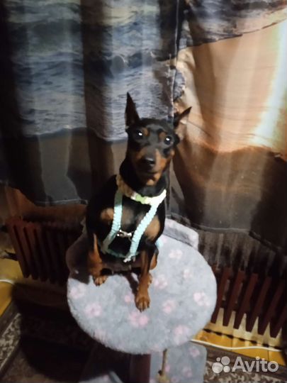 Шлейка жилетка для собаки