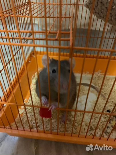 Крыса с клеткой