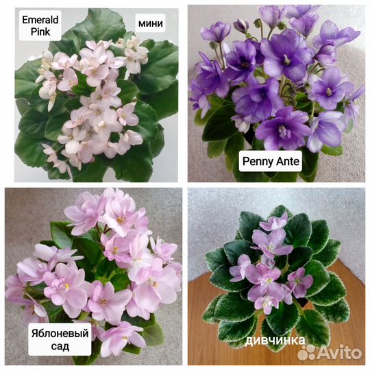 Фиалки миниатюры