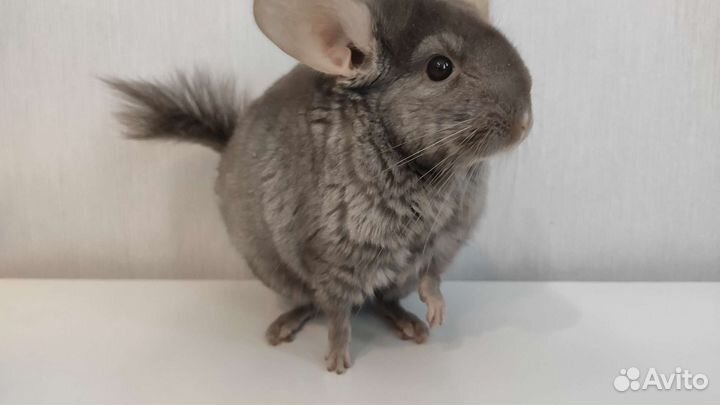 Шиншилла носитель ангоры гетеробеж